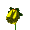 Yellow Flower