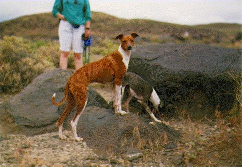 Sebastian showing his stuff