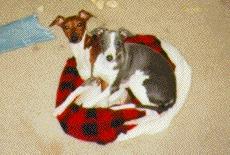 Sebastian and Cleo resting in a dog bed cover