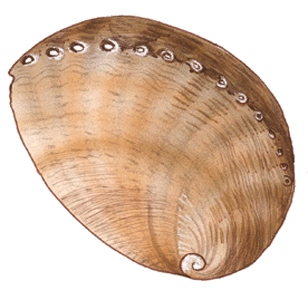 abalone