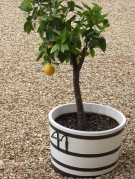 Orangery Garden