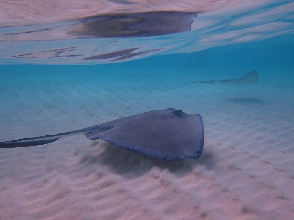 Stingray City sandbar