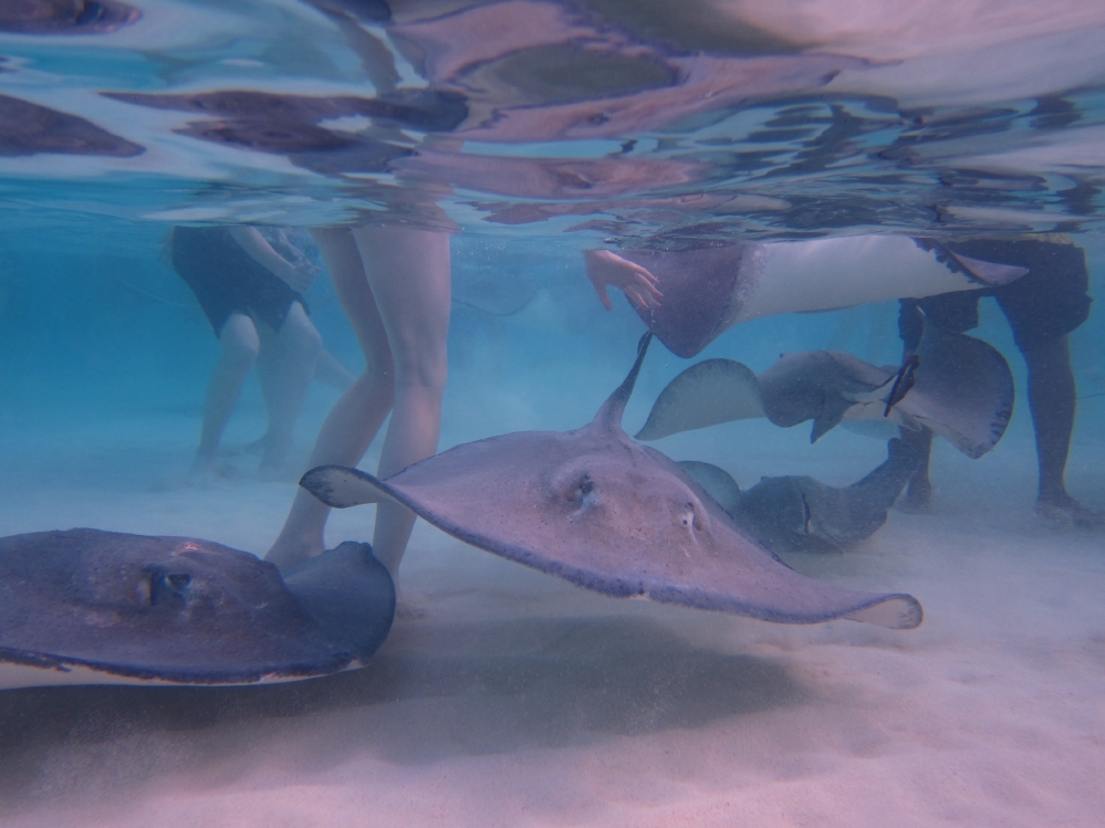 Stingray City sandbar