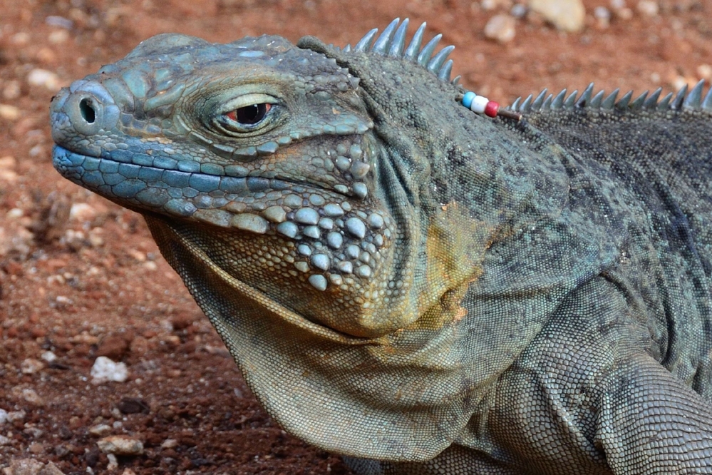 Blue iguana