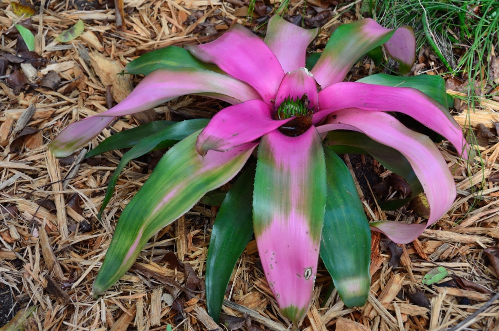 Queen Elizabeth II Botanic Park