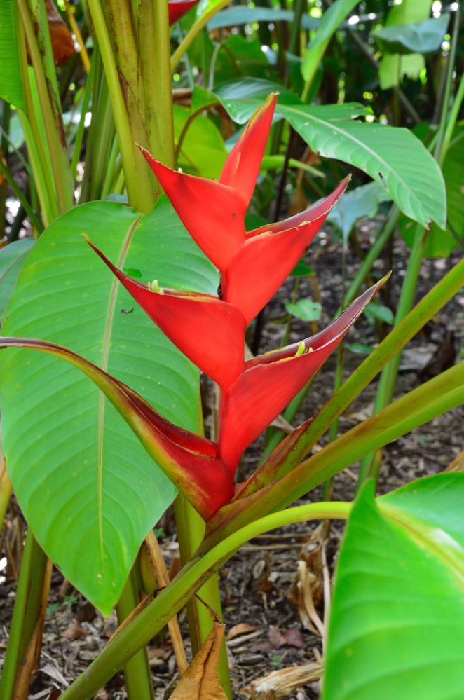 Queen Elizabeth II Botanic Park