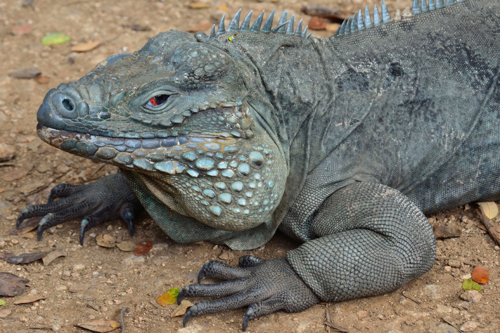 Blue iguana
