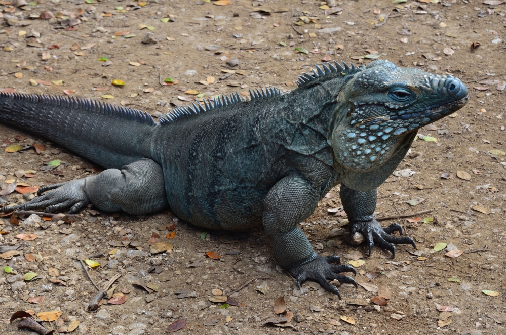 Blue iguana