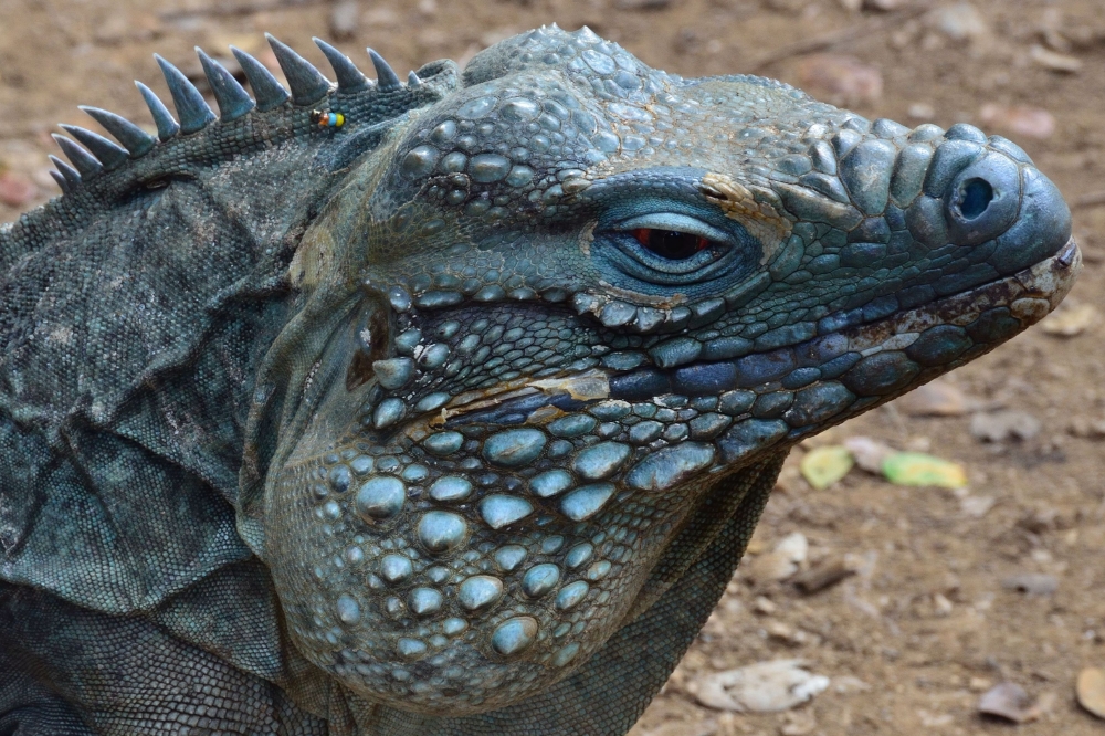 Blue iguana