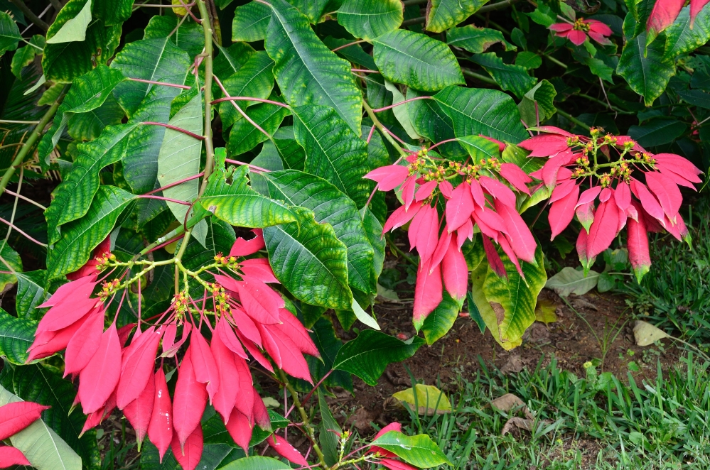 Queen Elizabeth II Botanic Park