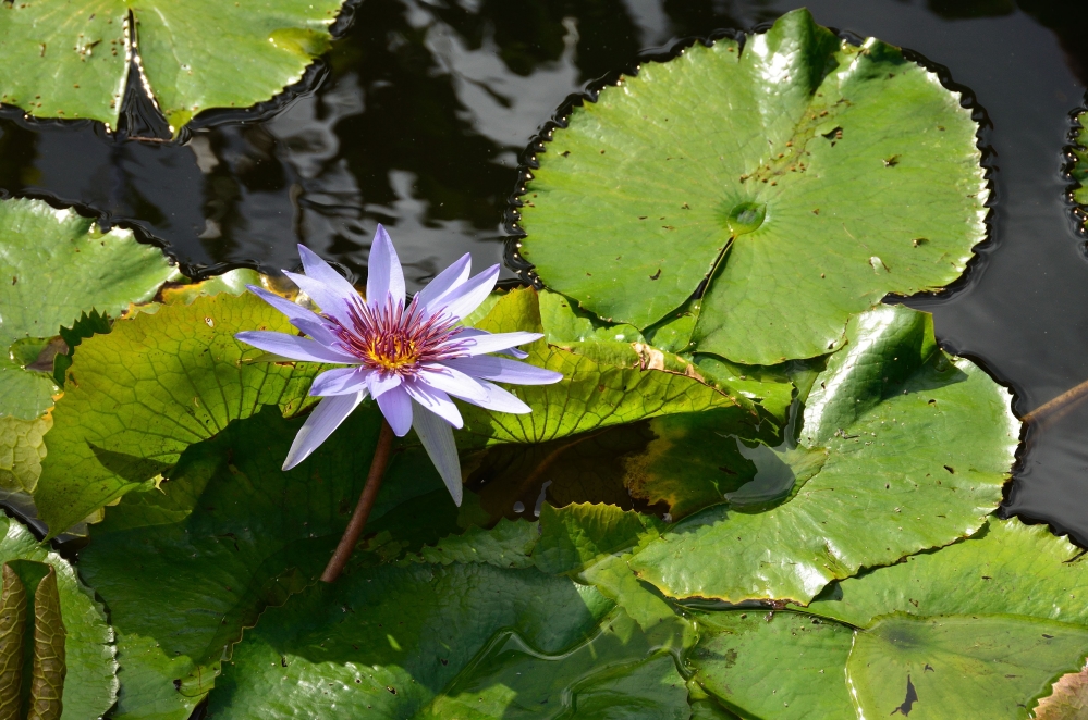 Queen Elizabeth II Botanic Park