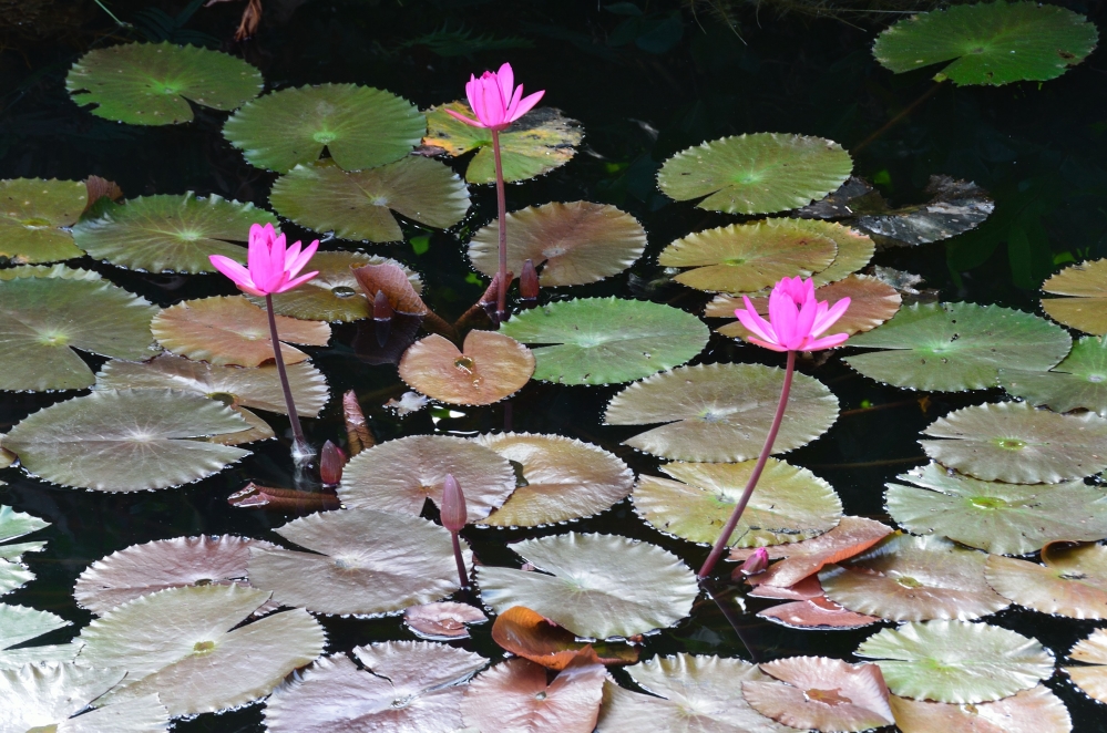 Queen Elizabeth II Botanic Park