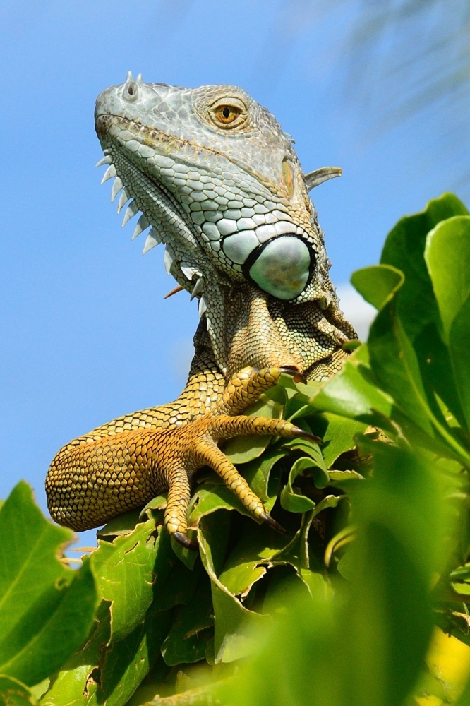 Green iguana