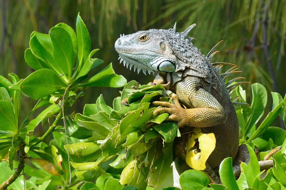 Green iguana