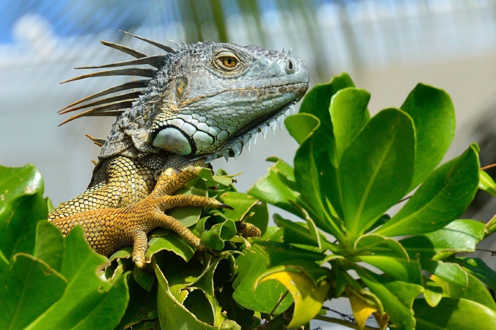 Green iguana