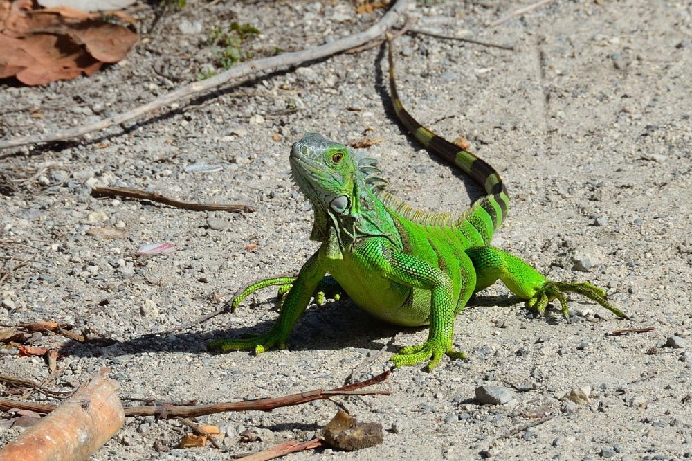 Green iguana