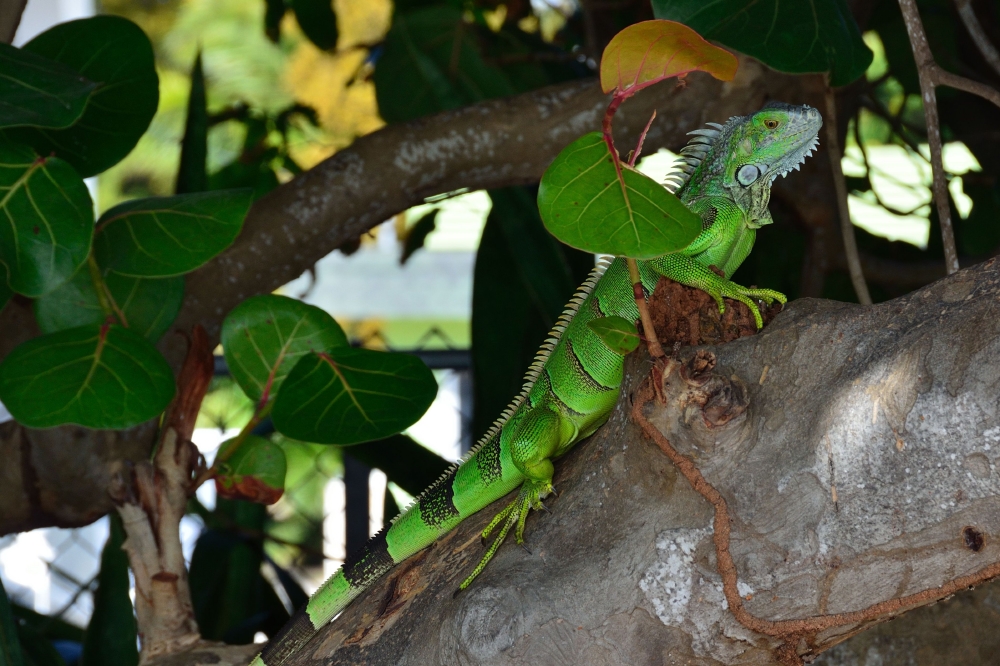 Green iguana