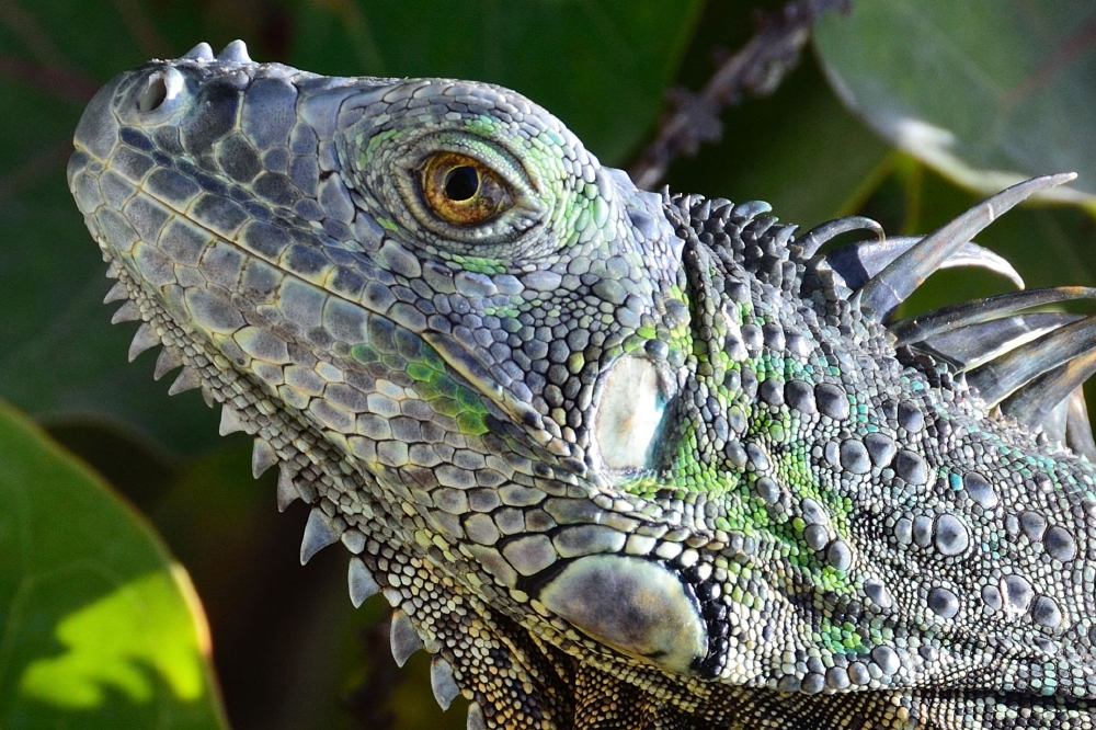 Green iguana
