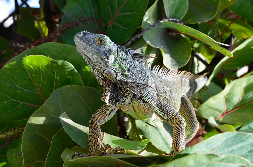 Green iguana