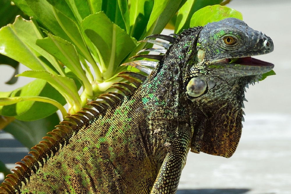 Green iguana