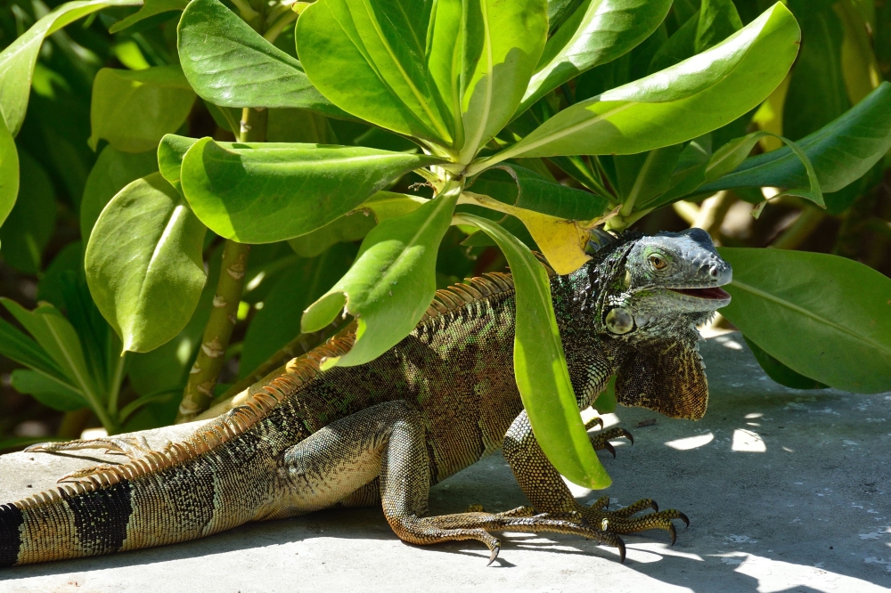 Green iguana