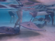 Stingray City sandbar