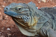 Blue iguana