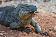 Blue iguana