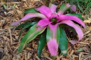 Queen Elizabeth II Botanic Park