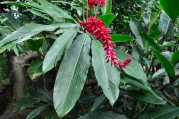Queen Elizabeth II Botanic Park