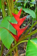 Queen Elizabeth II Botanic Park