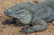 Blue iguana