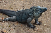 Blue iguana