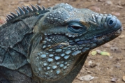 Blue iguana