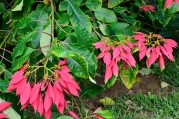 Queen Elizabeth II Botanic Park