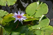 Queen Elizabeth II Botanic Park
