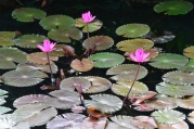 Queen Elizabeth II Botanic Park