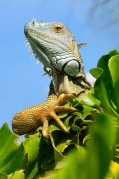 Green iguana