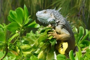 Green iguana