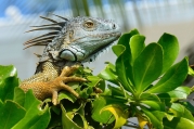Green iguana