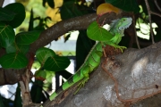 Green iguana