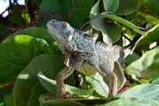 Green iguana