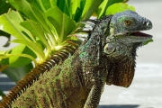 Green iguana