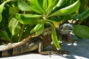 Green iguana